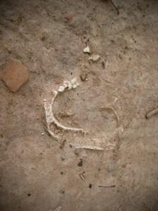 Mandible exposed through the soil at mass grave